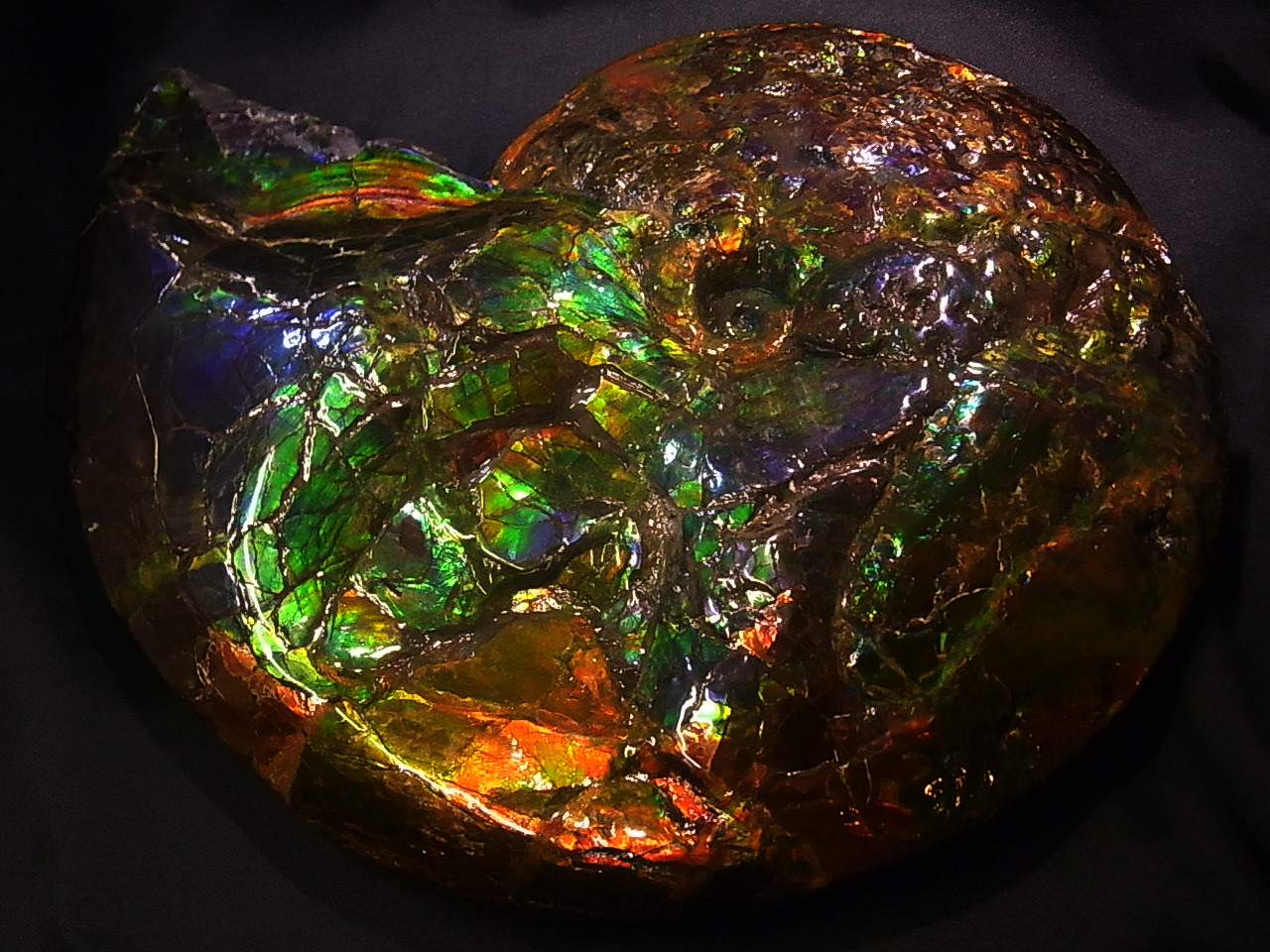Ammonite Placenticeras costatumivZeBZX RX^[^j݃Ji_EAo[^BŔ@ACgɂĂ3ނ܂