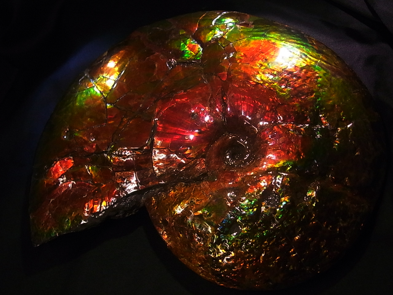 Ammonite Placenticeras costatumivZeBZX RX^[^j݃Ji_EAo[^BŔ@ACgɂĂ3ނ܂