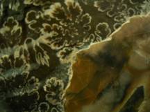 白亜紀・マダガスカル産のアンモナイト　画像写真