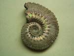 Ammonite（アンモナイト）