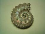 Ammonite（アンモナイト）
