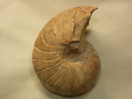 オウムガイ化石（Nautilus）