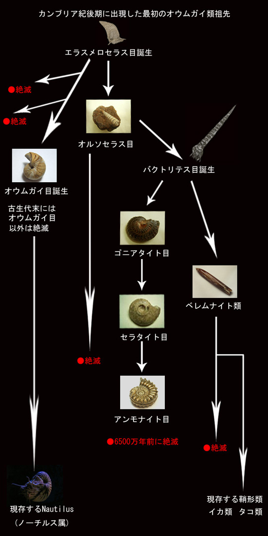 頭足類の進化図〜オウムガイ類誕生からアンモナイト亜綱誕生と絶滅まで〜