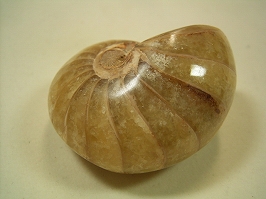 オウムガイ(オウム貝)化石