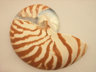オウムガイ化石（Nautilus）