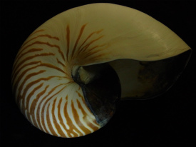 オウムガイ(Nautilus)コレクション【アンモライト研究所（2013年京都 